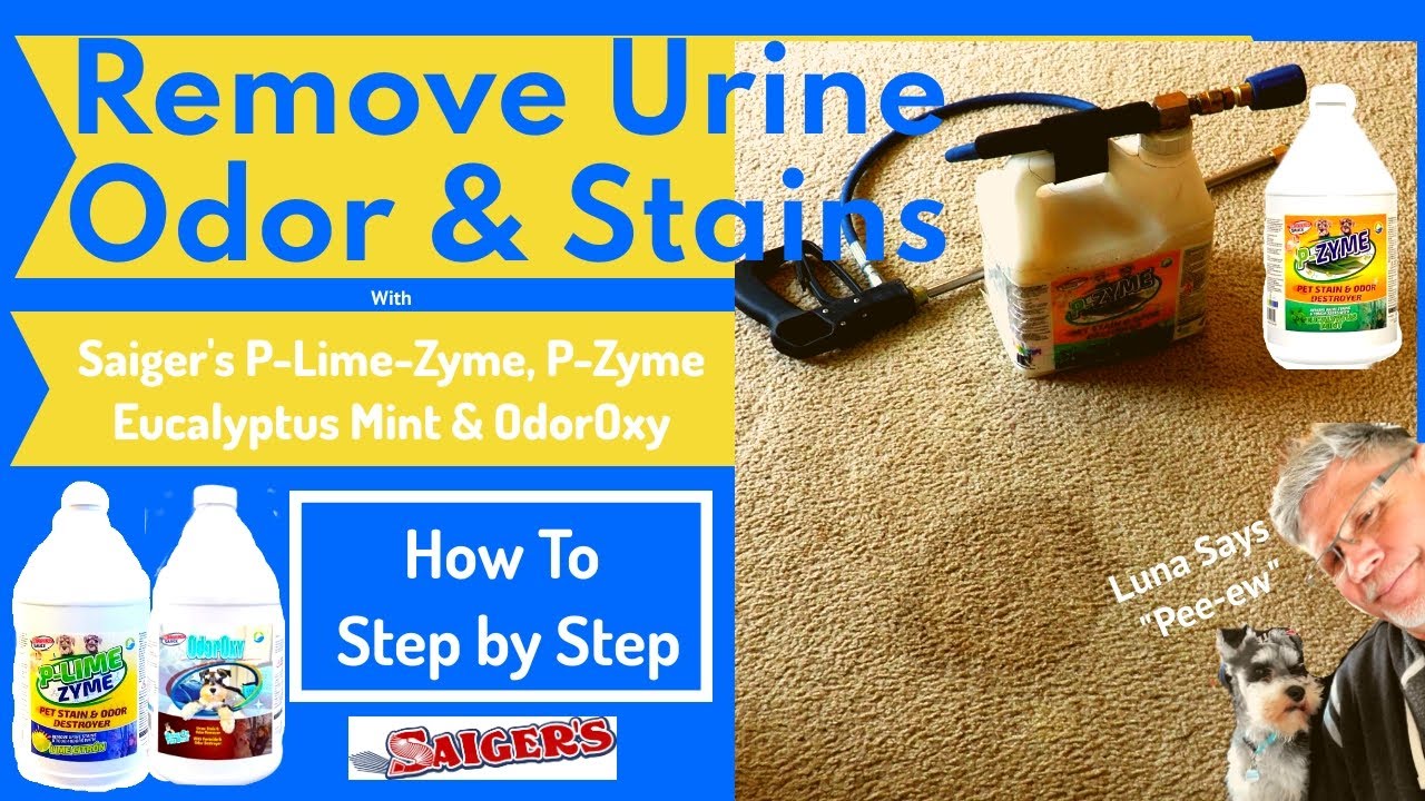 Remove Urine Odor and Stains | with Saiger's Sauce P-Lime-Zyme, P-Zyme Eucalyptus Mint & OdorOxy