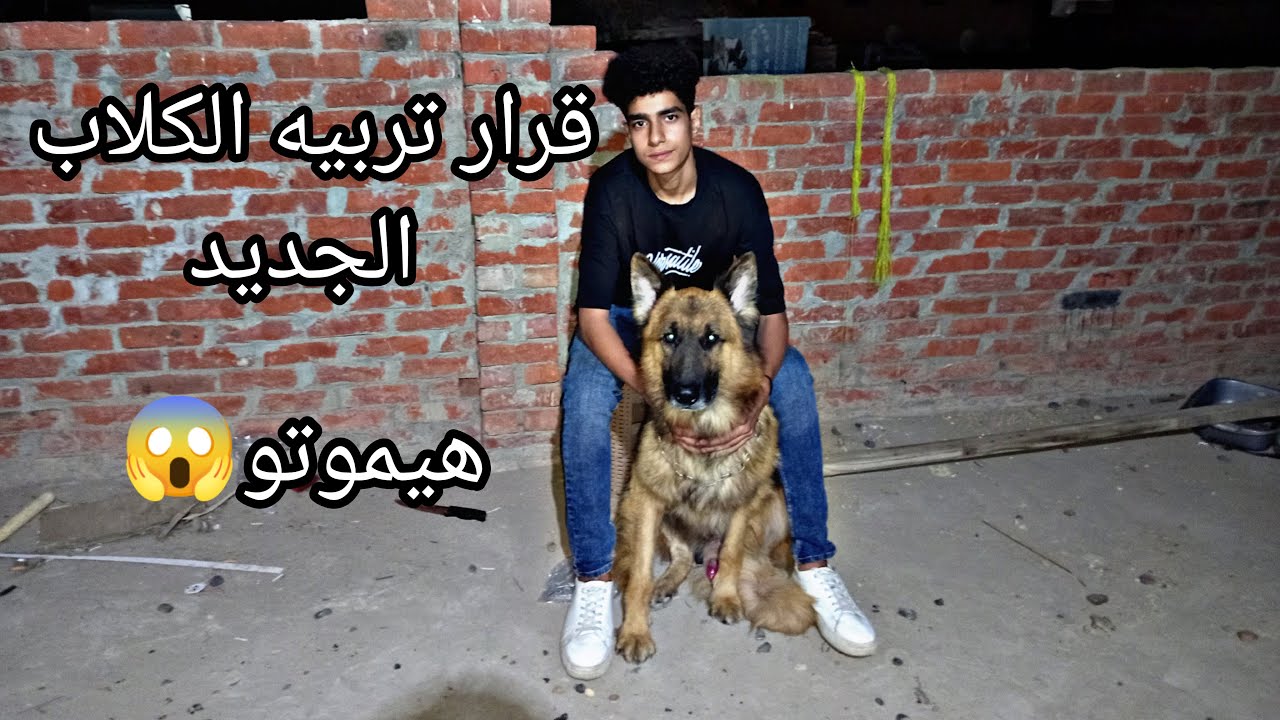 قرار صادم | منع تربيه الكلاب في مصر😱😭