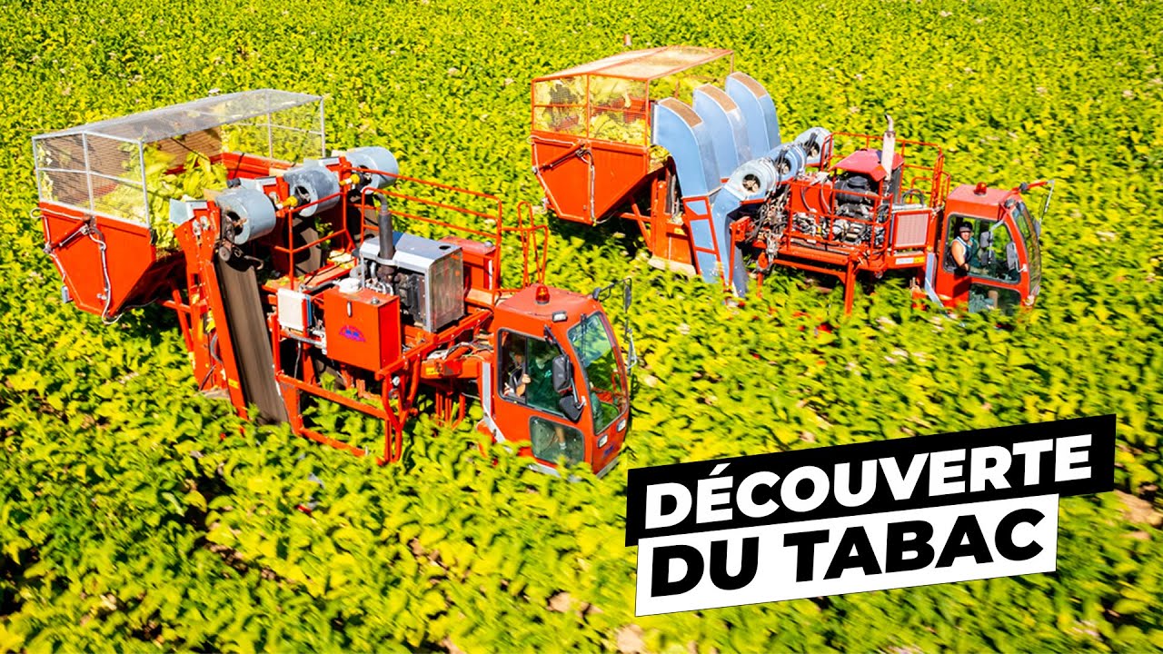 Découverte de la culture du Tabac 🌱