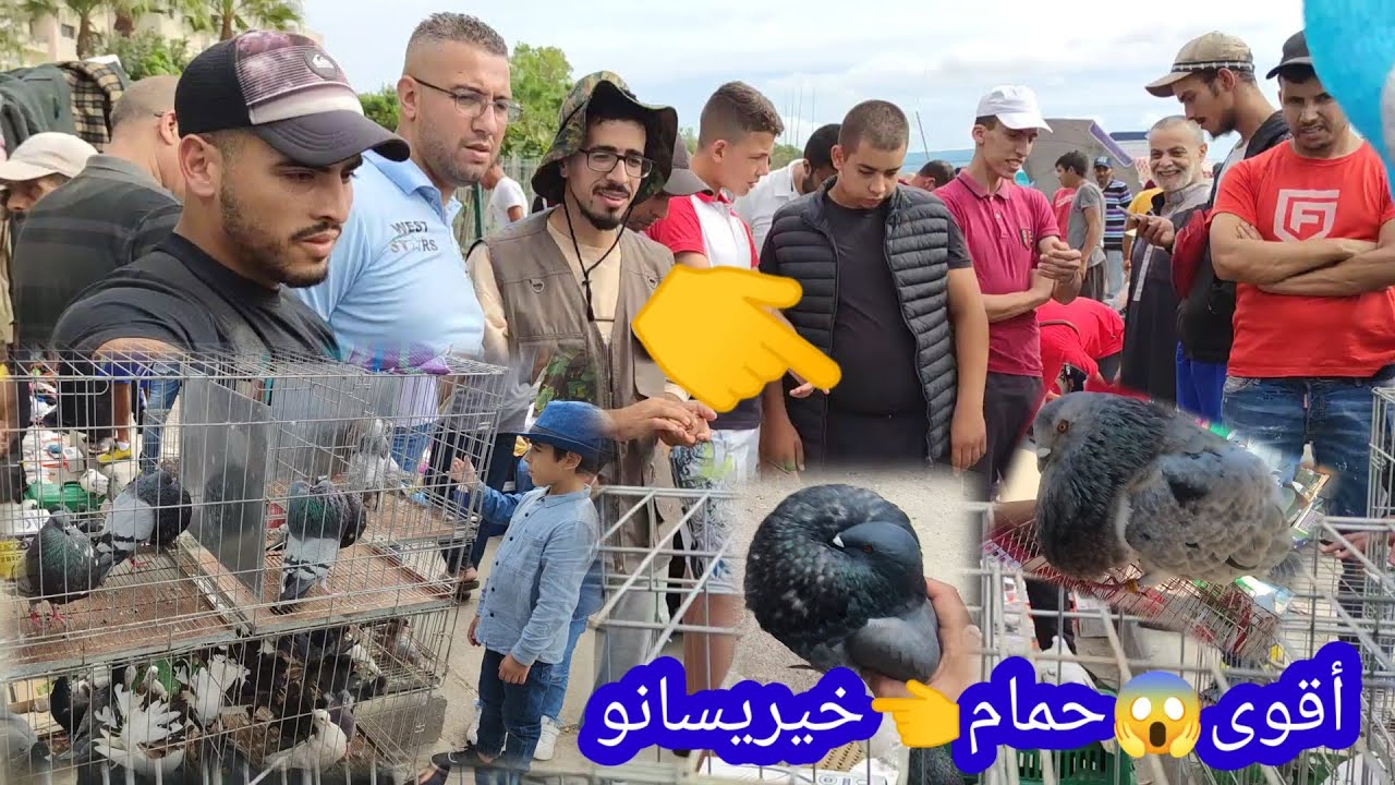 حمام#خيريسانو_حمام@كاطيطانو حمام خينيسي# وأقوى😱😰 لاراس حمام رأيته paloma de 🇲🇦Maroc tanger 🇪🇸🇩🇿🇨🇵