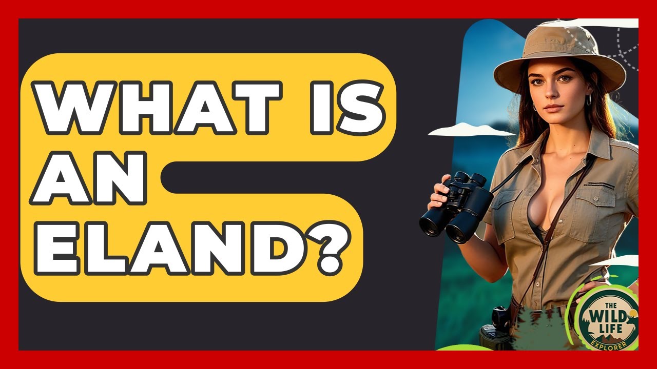What Is An Eland? - The Wild Life Explorer