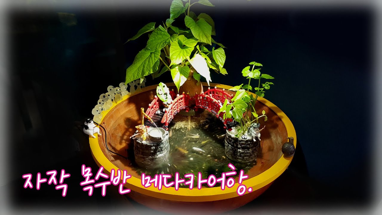 자작목수반 메다카어항.