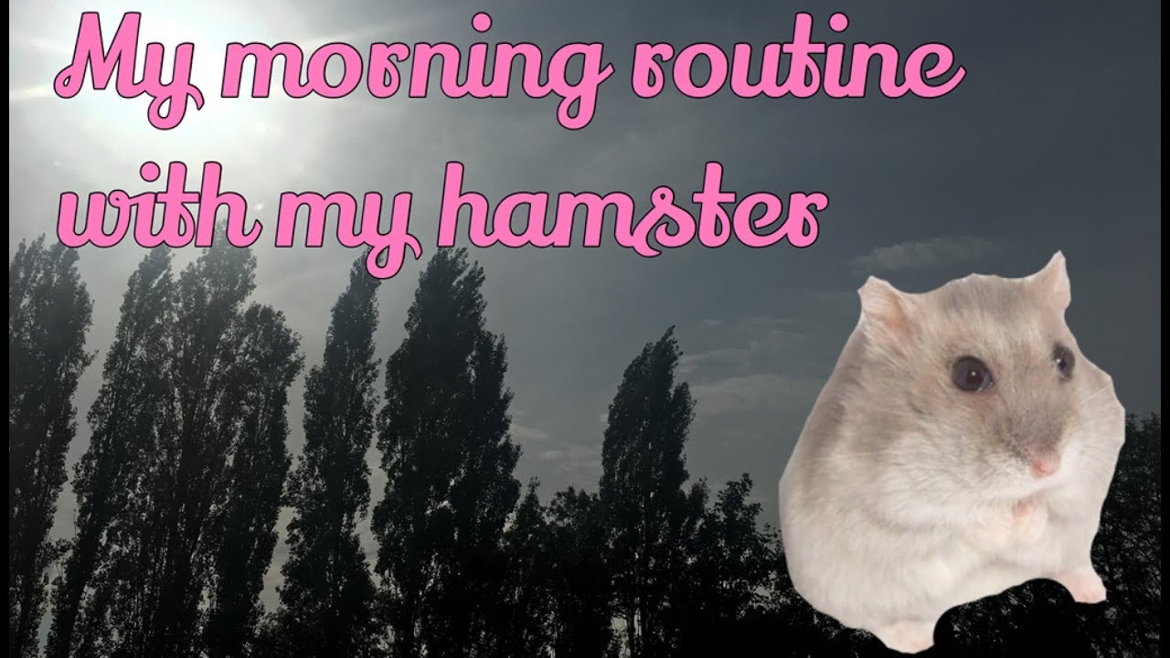My morning hamster routine
