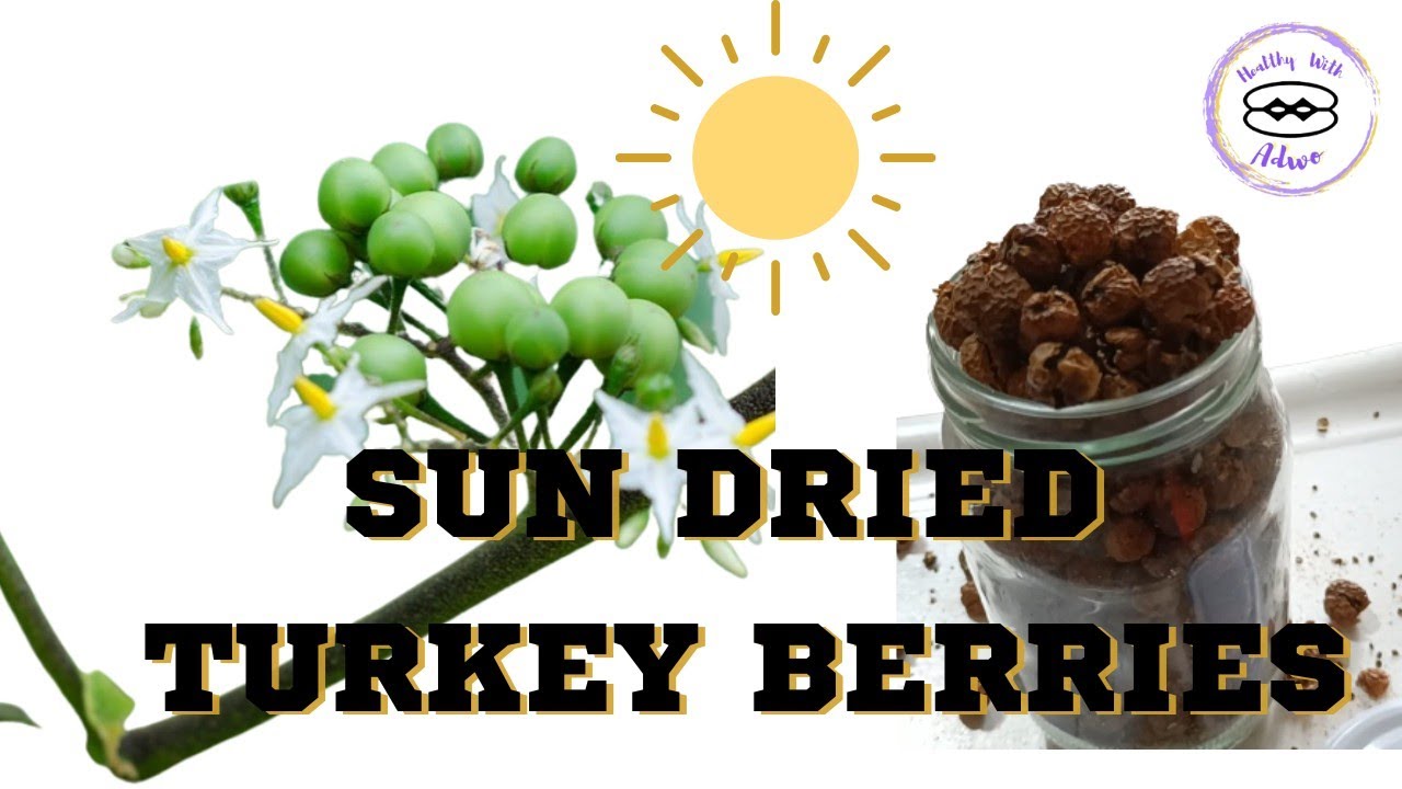 How to Sun Dry Turkey Berries and Store them. Including few Healthy Benefits.