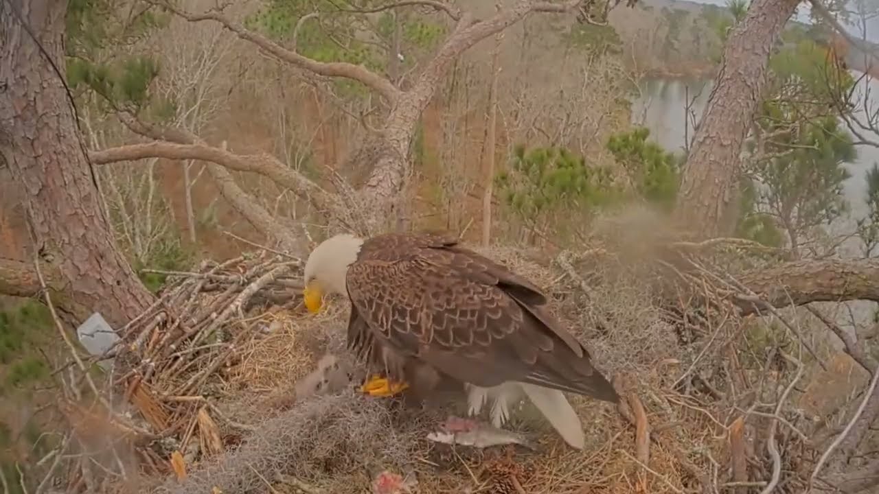 #baldeagle Cam5#06 Review baby birds in the nest - Dad and mother brings food to feed their chicks