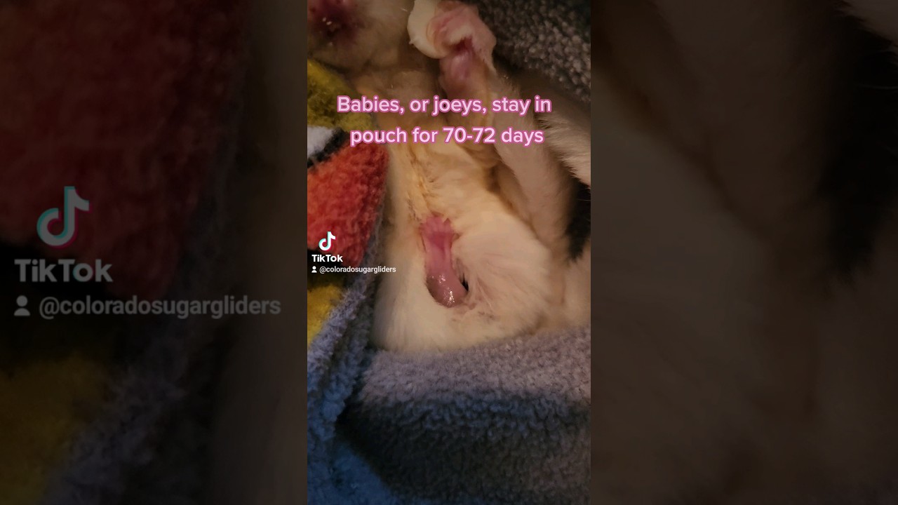 Baby Sugar Glider Emerging From Mom's Pouch