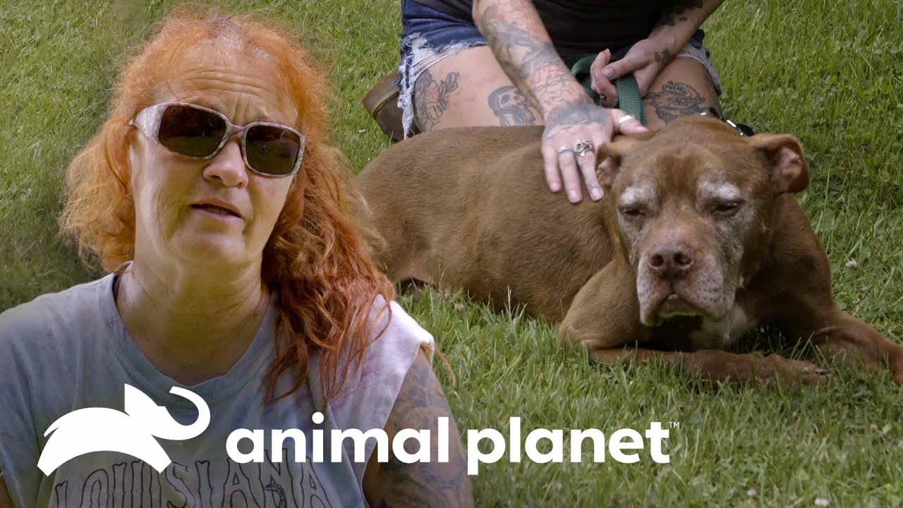 Despedida de um cachorro muito querido no abrigo | Pit bulls e condenados | Animal Planet Brasil