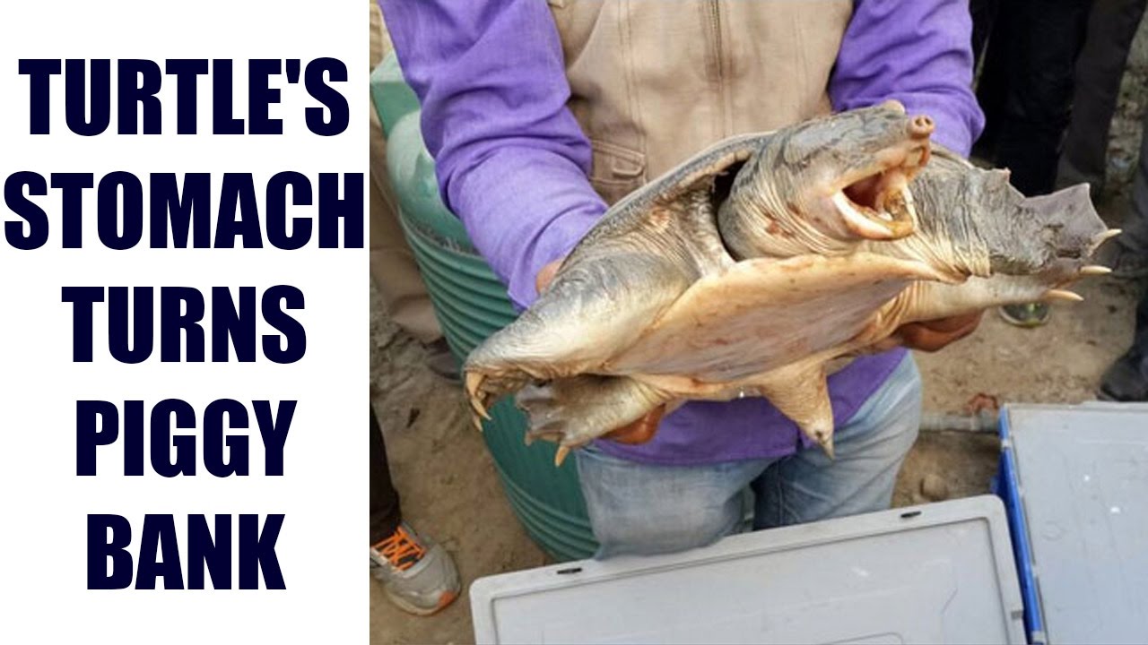 Thailand turtle swallows 900 coins, here's why?| Oneindia News