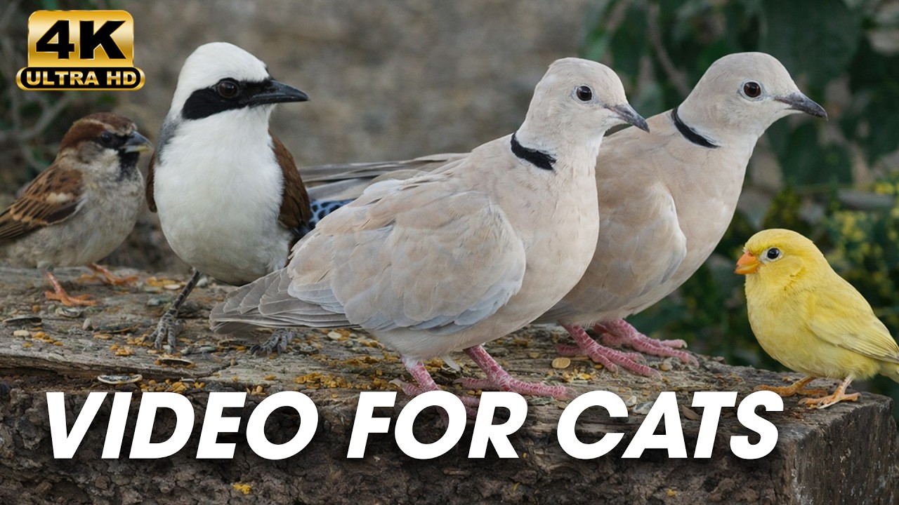 Cat TV 😺 Captivating Squirrels and Birds for Pets to Observe - CatTV Central