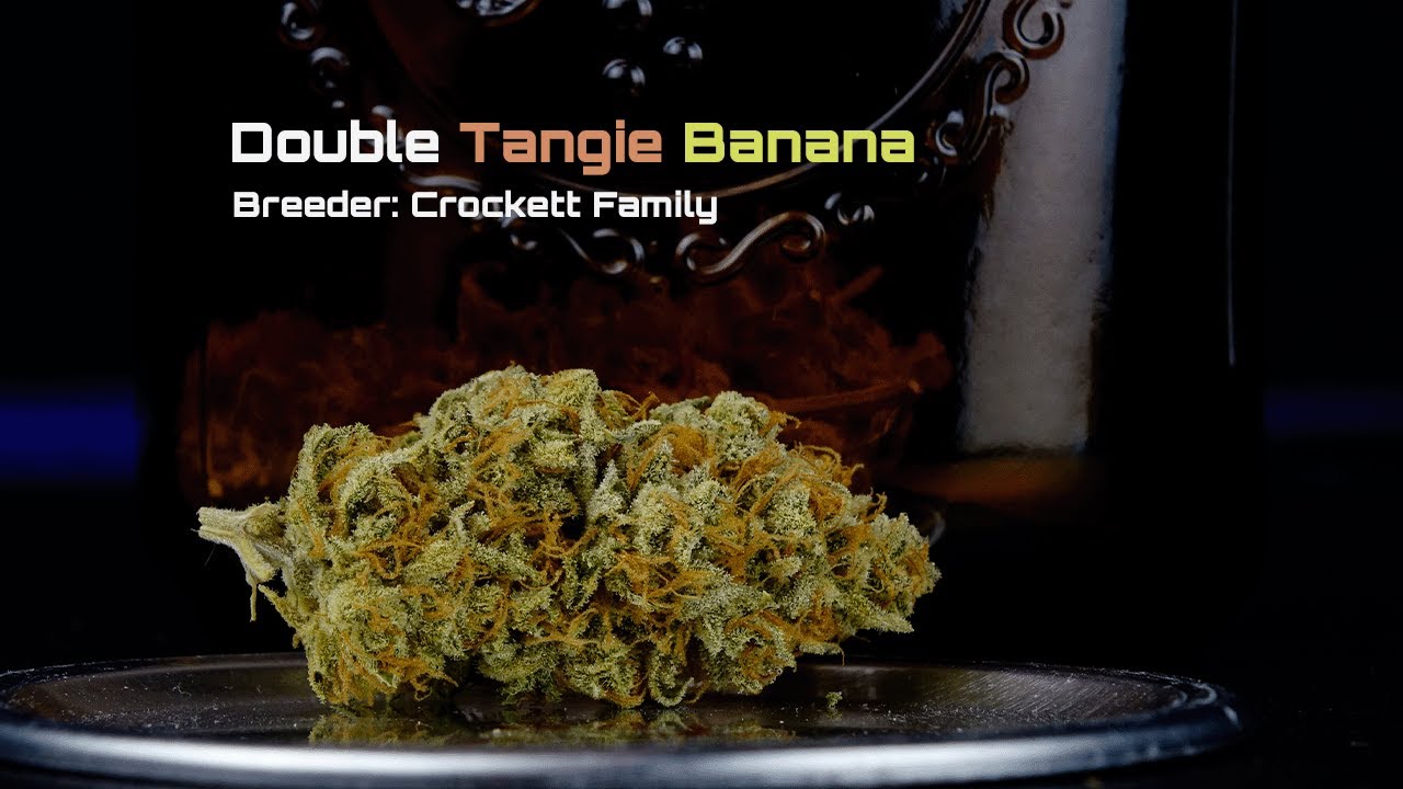 Double Tangie Banana - Crockett Family Farms - Pheno 1 Overview { Music By -Nostra}