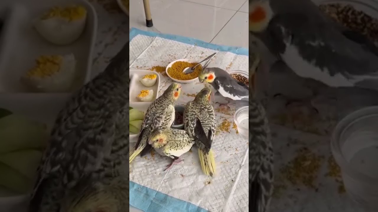 Pal Cocktail Breeder Jora | Ashan Birds Channel