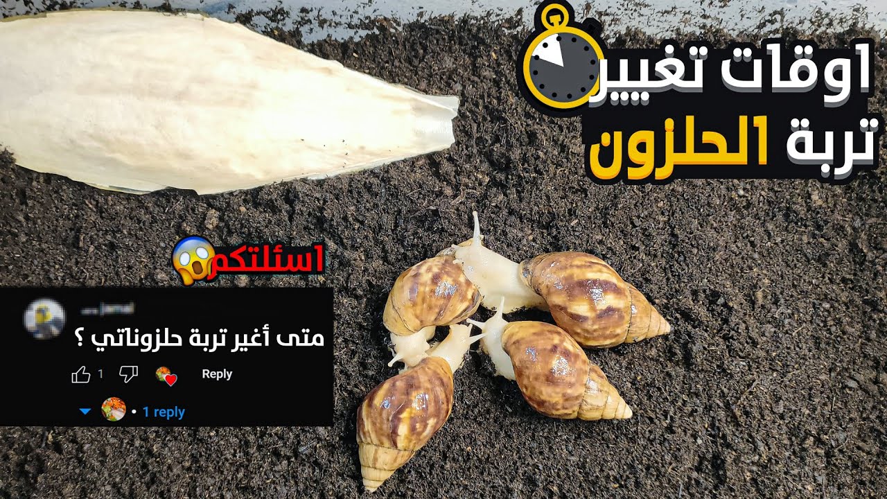 تغير تربة الحلزون الافريقي وطريقة الترطيب - African land snails