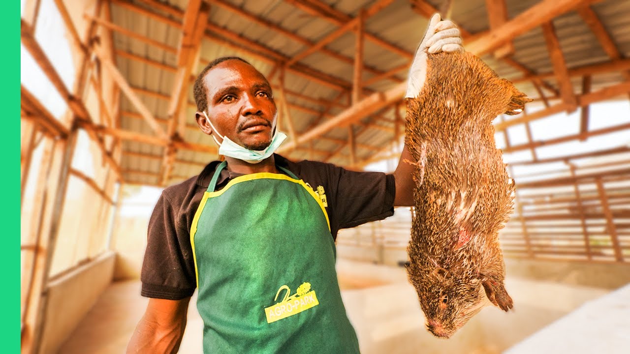 Nigeria&rsquo;s Bushmeat Farms!! Eating Giant Rat with Miss Nigeria!!