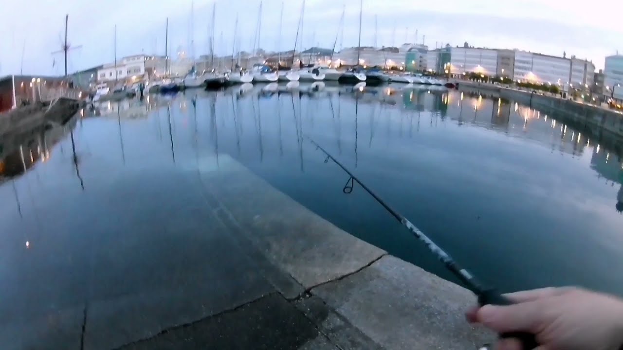 Ataque de lubina en superficie