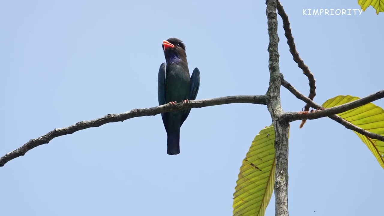 Birding in Singapore-Jurong Lake Gardens. 7 Sep 2024. 22 bird species. The best walk I ever had.