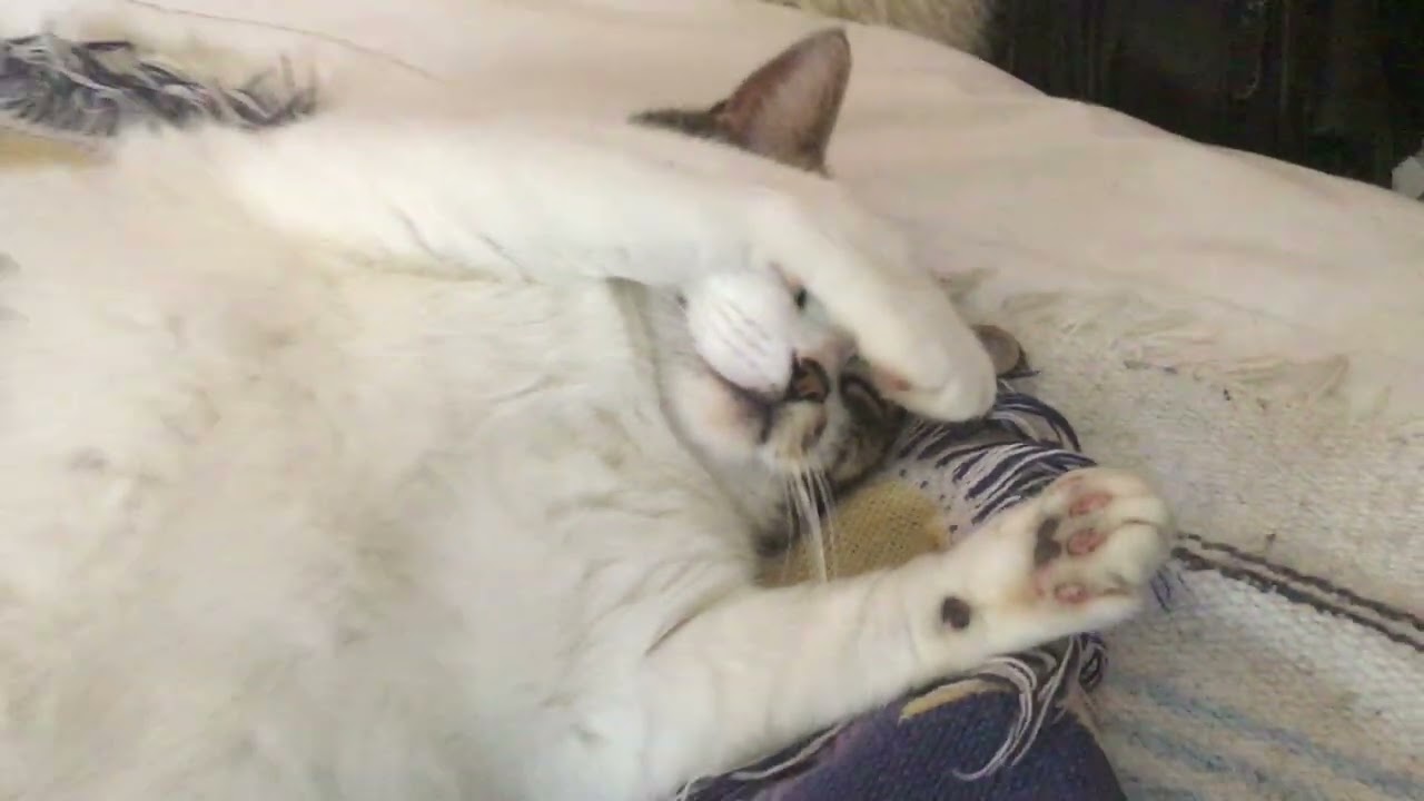 CAT MORNING PRAYERS 