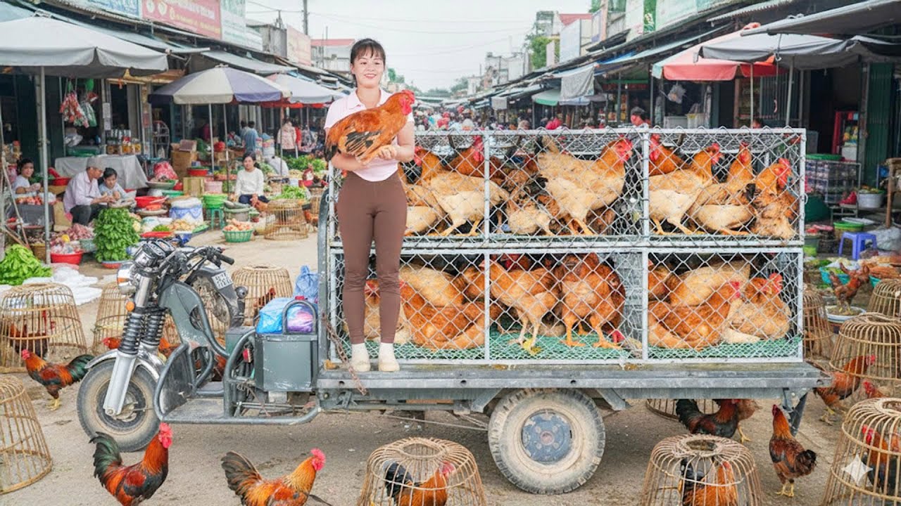 Selling 1000+ Chickens (Hens) After 6 Month Of Raising - Go To Market Sell, Sold Out in 60 Minutes