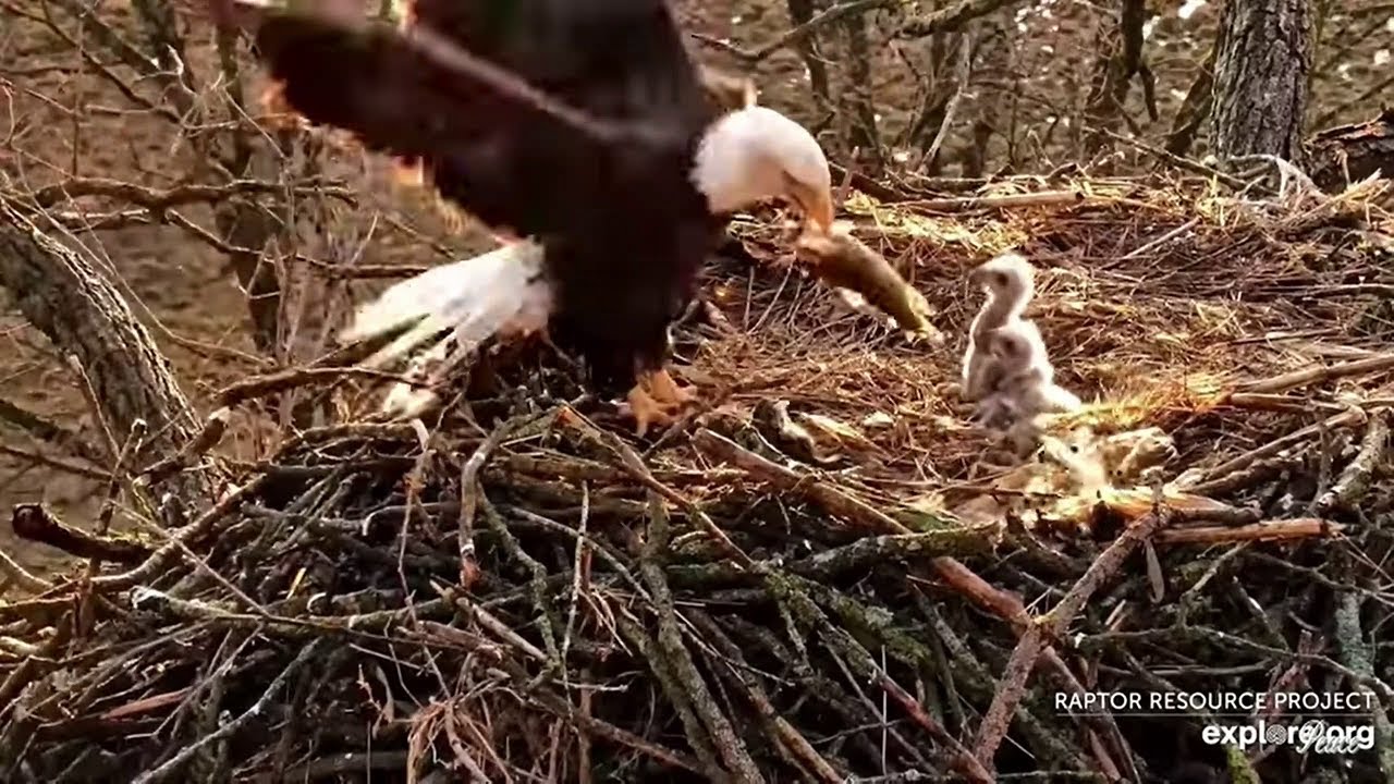 DN17and DN18 are so happy that mom found the fish 秃鹰  Decorah Eagles North Nest  2024 04 08