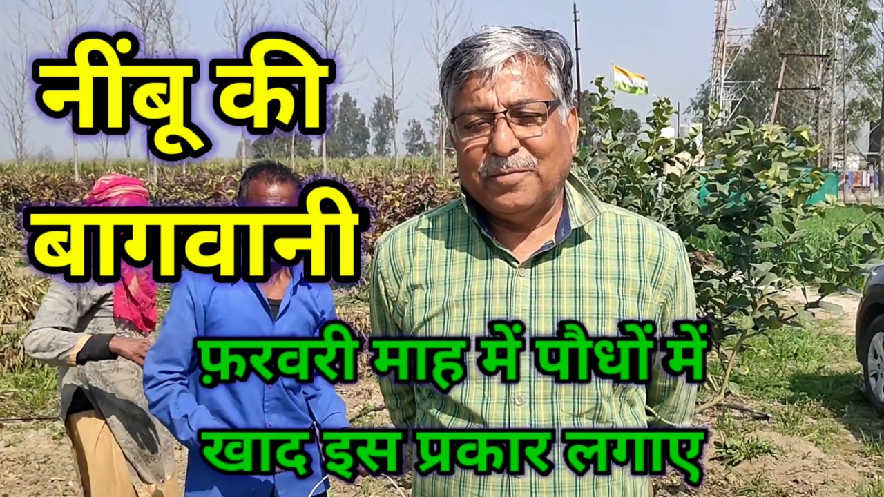 117. नींबू में फ़रवरी माह में खाद कितनी और कैसे दे। Fertiliser method in lime plants
