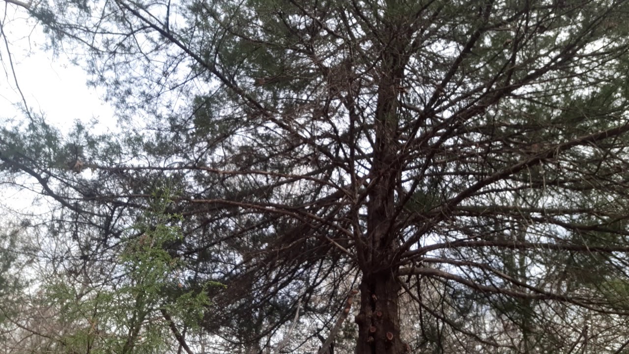 Felling a nice Oklahoma cedar tree