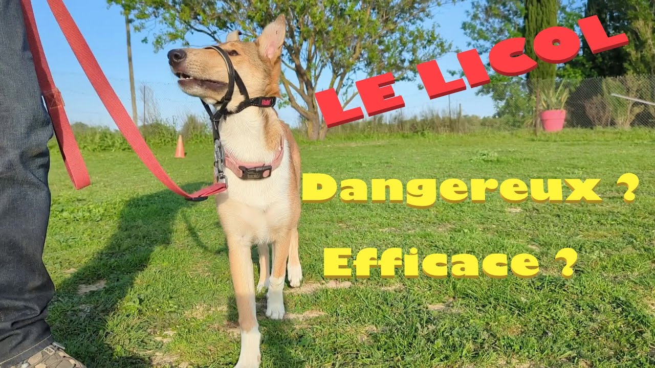 QC 7 : Le licol, ultime solution si votre chien tire en laisse? Sellerie pour chien n°3