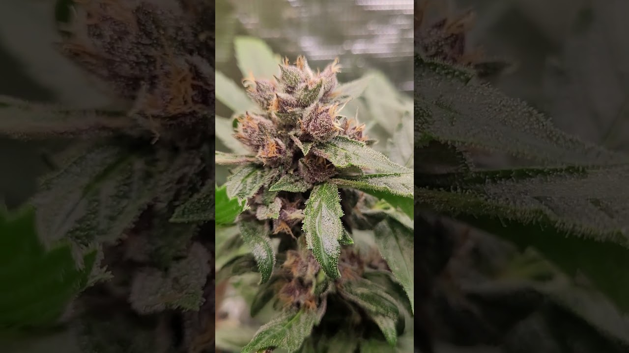 Banana Purple Punch and Cali Snow 420fastbuds