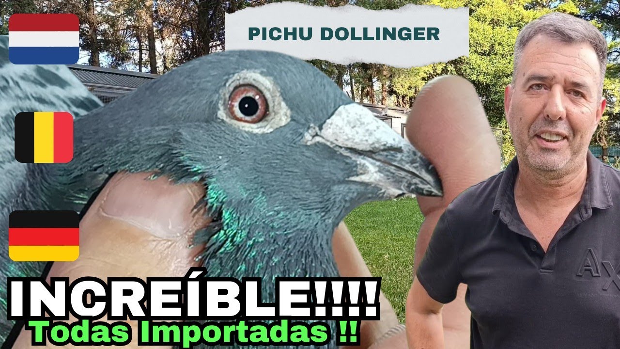 TODAS SUS PALOMAS SON IMPORTADAS!!!  UNICO!!! Pichu Dollinger parte 1
