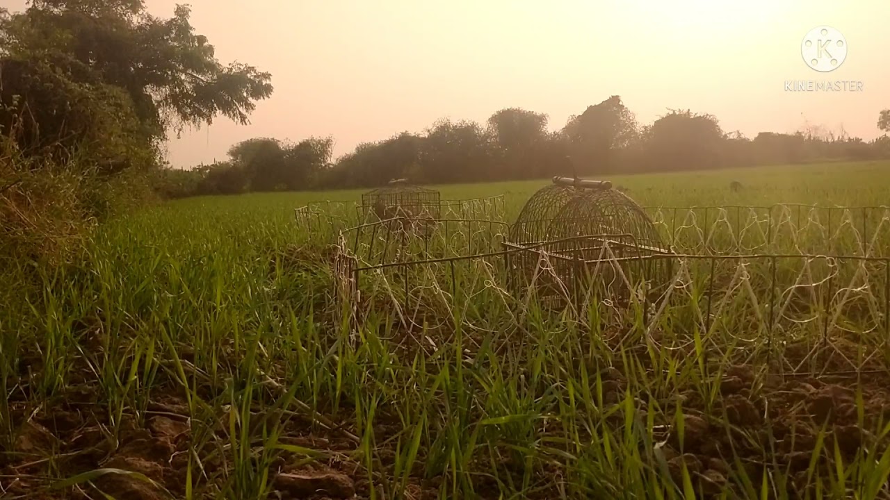 janglee teetar pakadne ka tarika & Shikari teetar pakadne ka tarika#teetarkiawaz