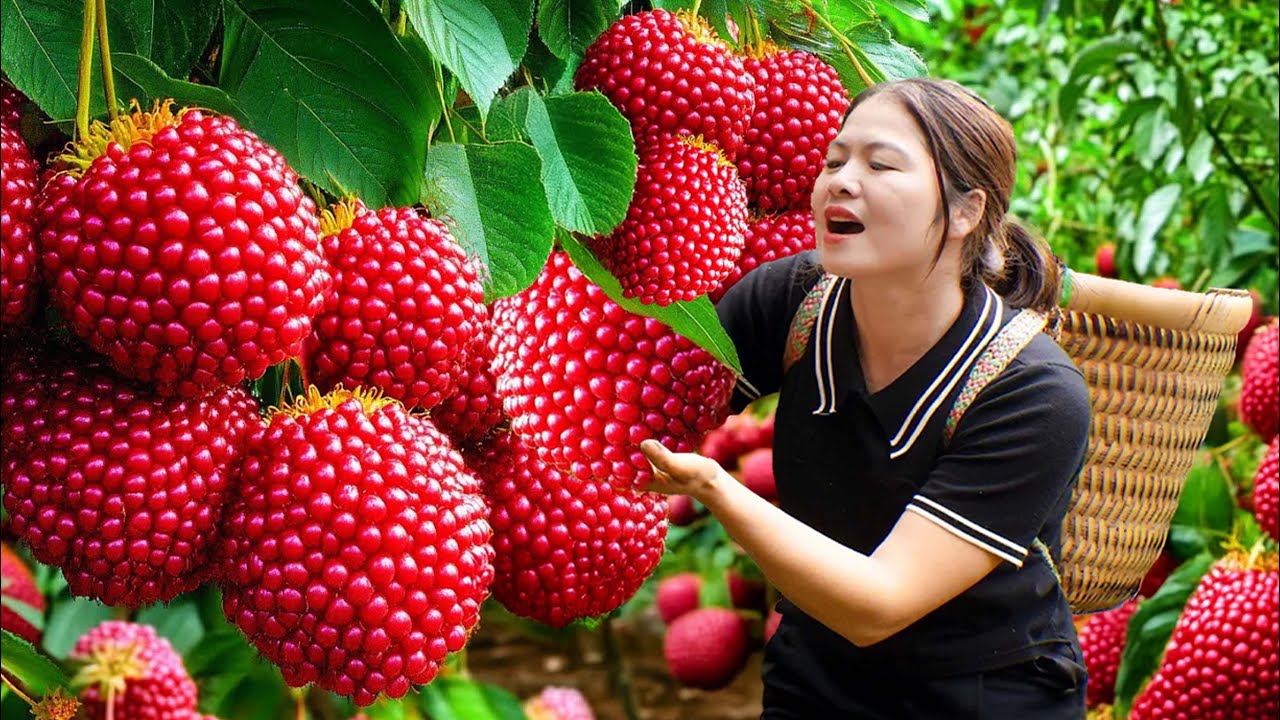 AMAZING! Harvesting Sweet Tropical Lychee – Vietnam's Famous Mountain Specialty to Sell