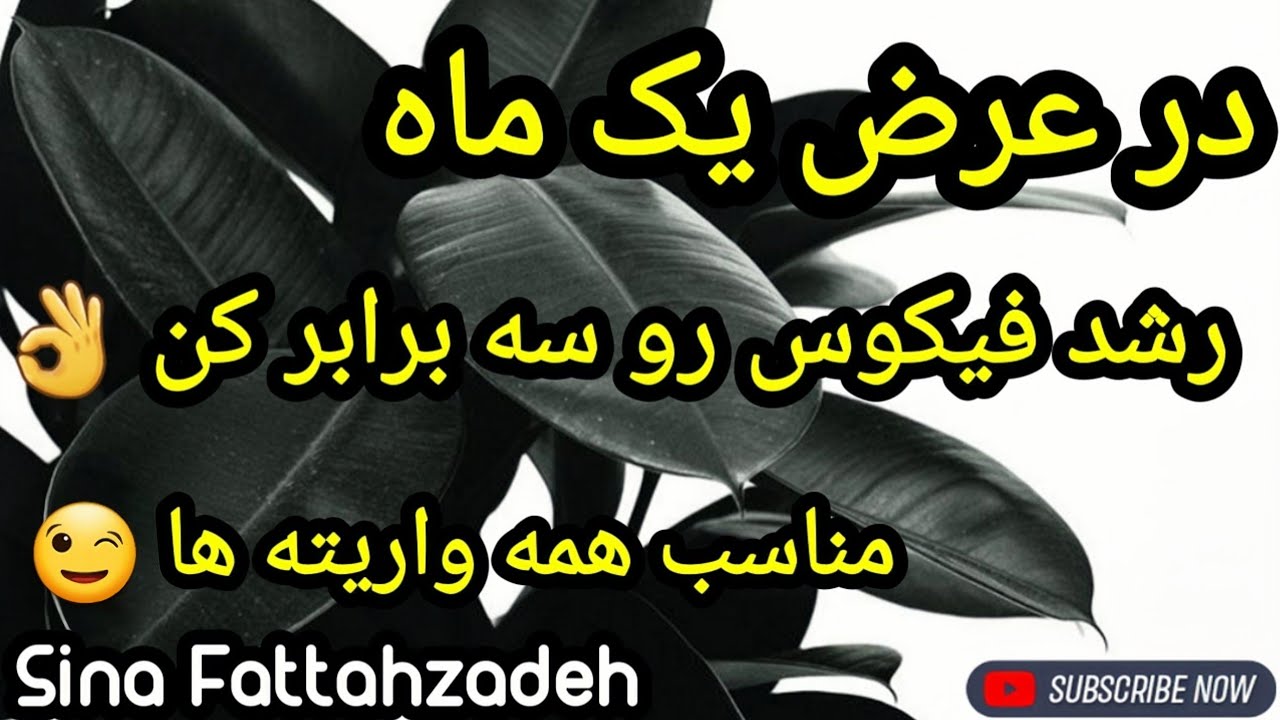 آموزش رشد سریع فیکوس 👈 مناسب همه واریته ها 😍