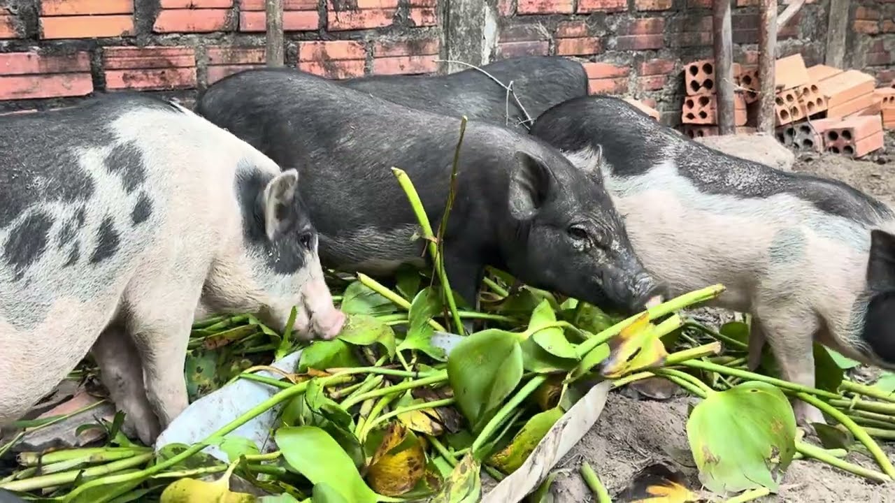 Snack food for lovely wild pigs