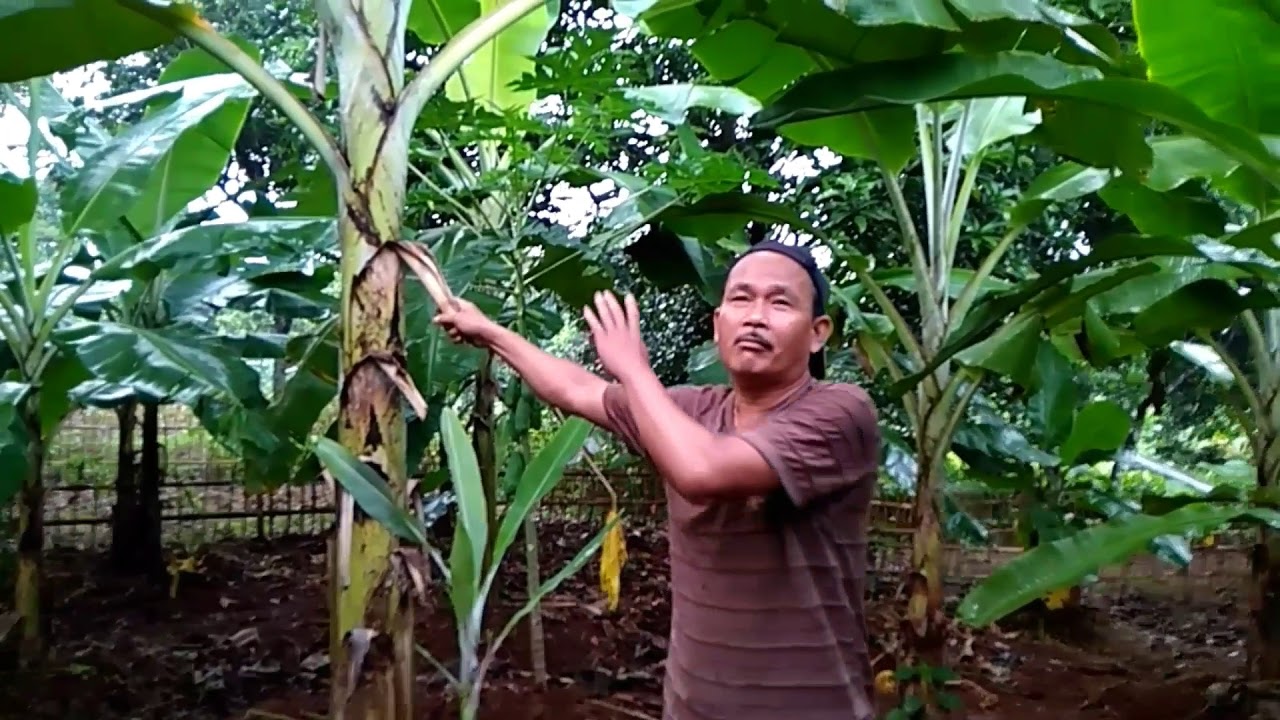 cara menanam pohon pisang cepat berbuah