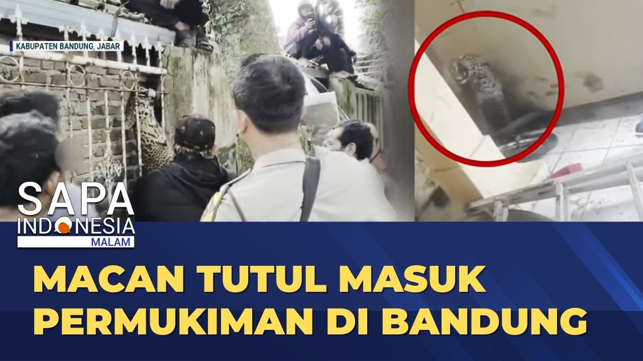Macan Tutul Berkeliaran di Permukiman Warga Desa Maruyung Bandung | SAPA MALAM