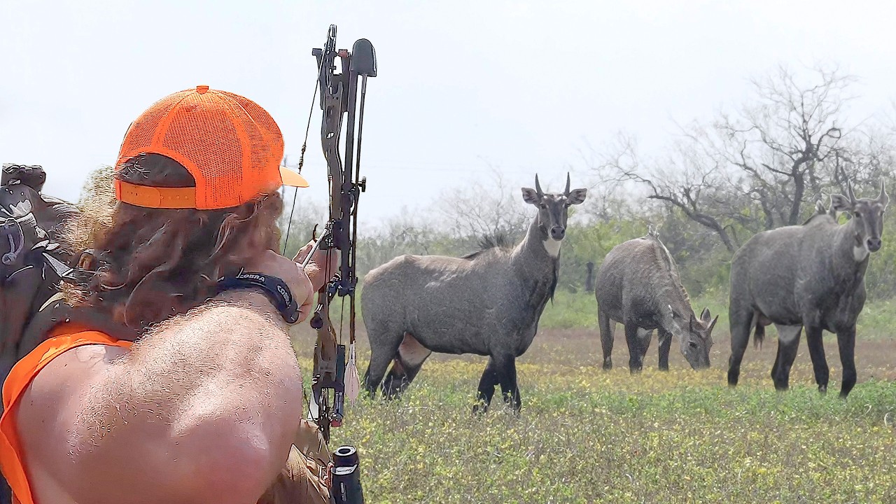 Nilgai Hunting w/ a BOW!