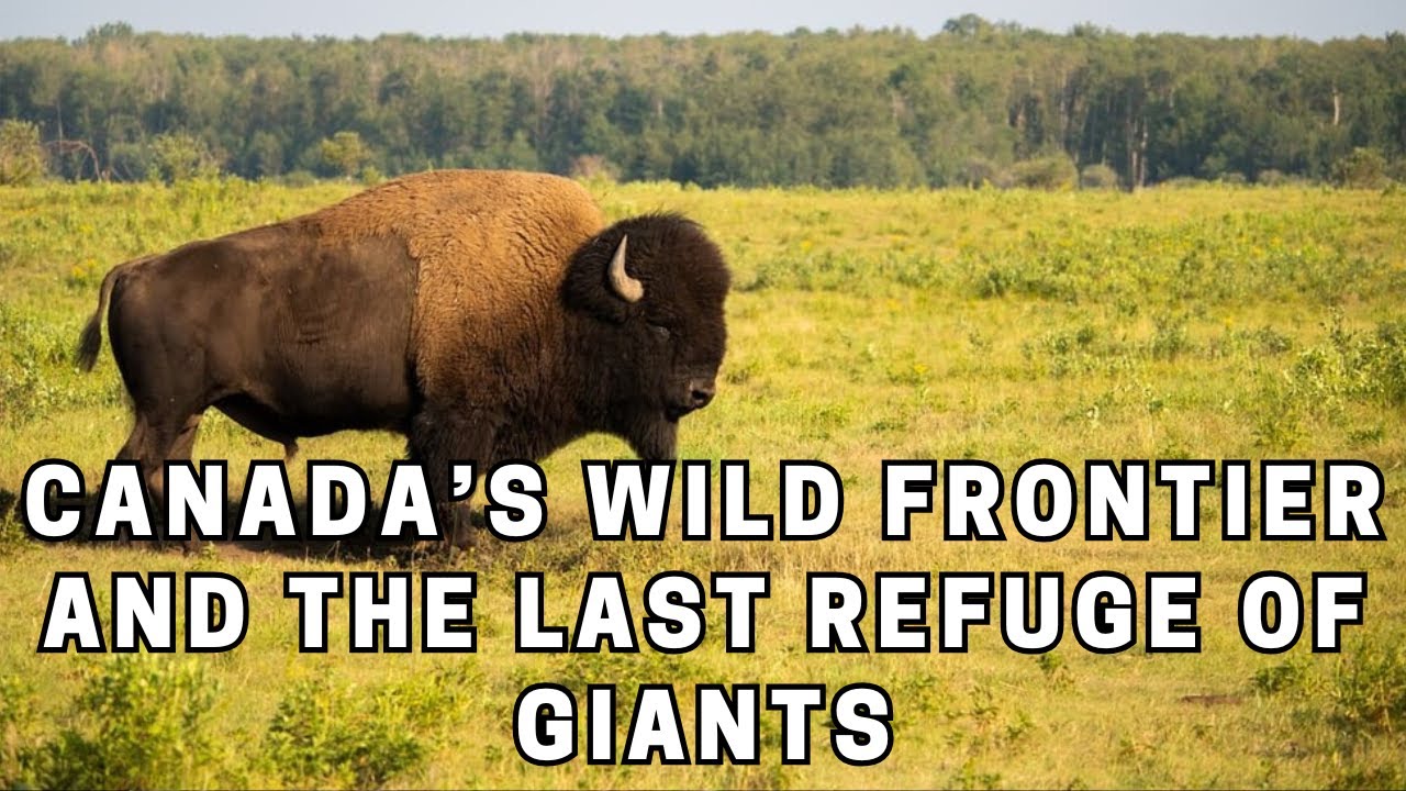 Wood Buffalo National Park Canada&rsquo;s Wild Frontier and the Last Refuge of Giants