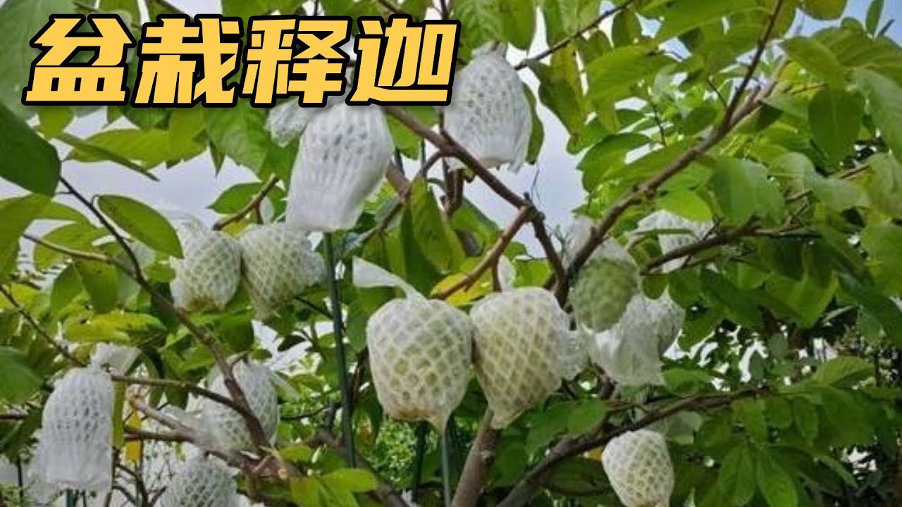 盆栽释迦竟提前成熟！秘诀就在于一个小改动，冬果长得又快又好～ #盆栽释迦果 #凤梨释迦 #释迦果套袋