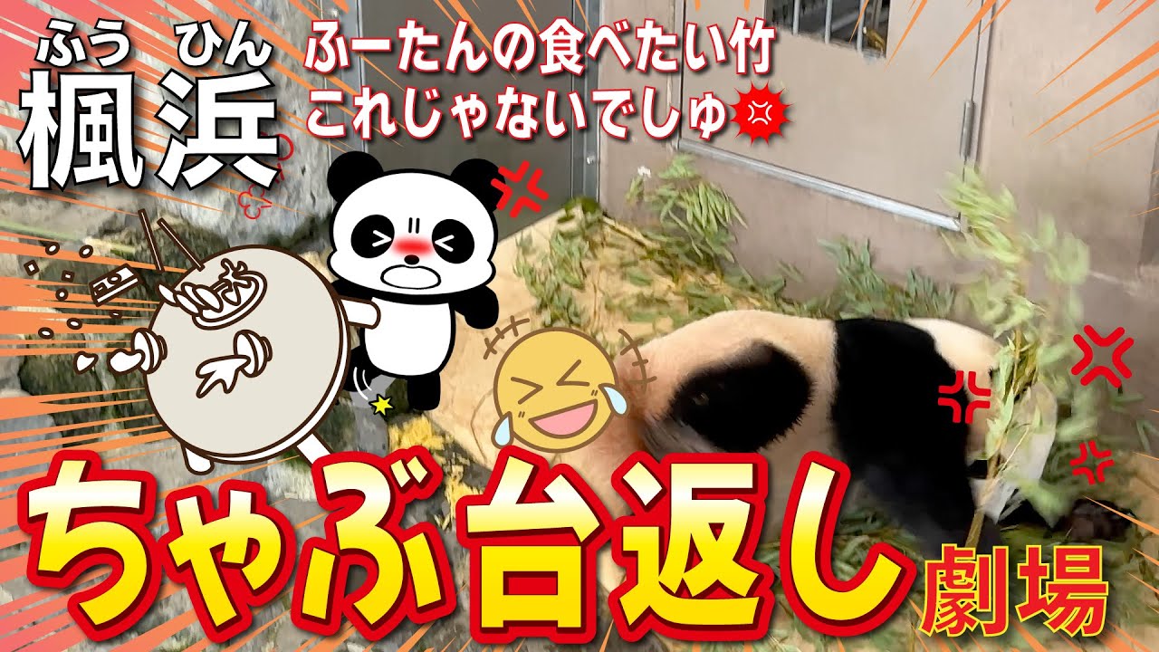 【楓浜（ふうひん）】まるで爆笑コント🤣なブチギレ🐼のちゃぶ台返し💢でんぐり返りがうまくできない楓浜🍁の大爆笑😂おねだり劇場