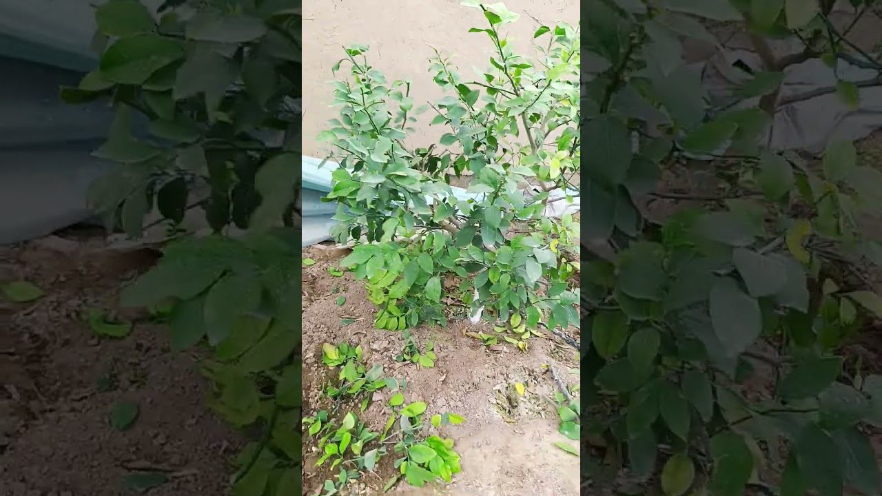 Лимон обрезка хизмати хакида малумот долзарб тулик куринг 😱😱😱