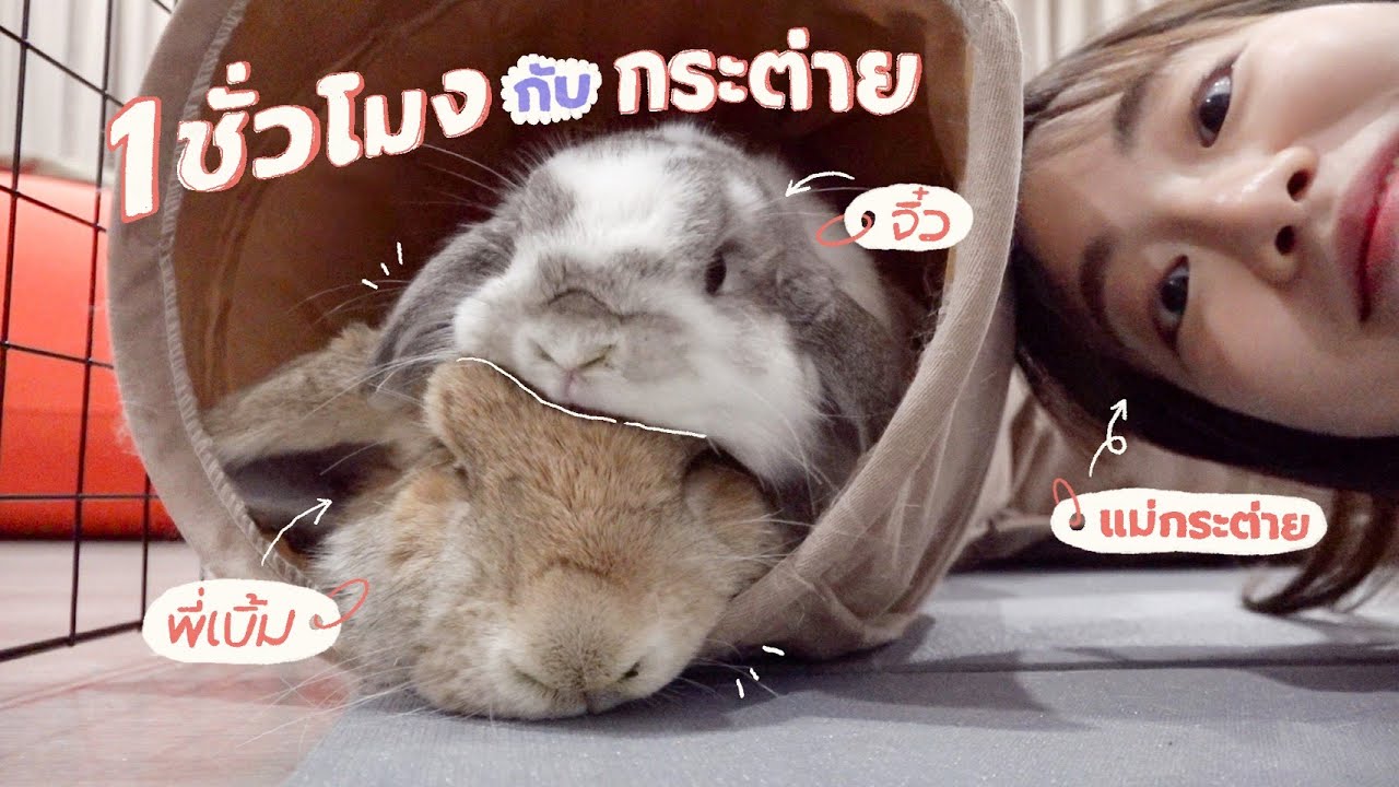 1 ชั่วโมงกับกระต่าย! เจ้าจิ๋วและพี่เบิ้ม🐰💗 | mintchyy