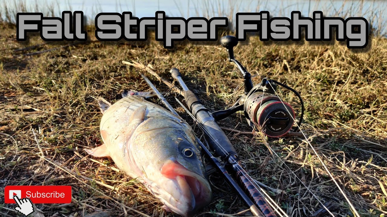 Mud Sucker Striper Bass Fishing [I Left My Fish On A Stringer To Get More Bait]