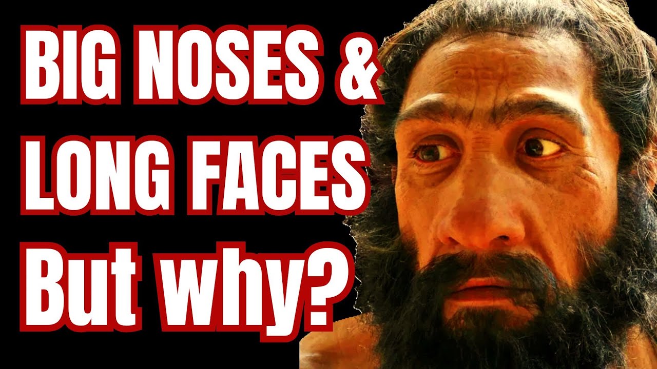 Why do Neanderthals have such big noses and long faces?