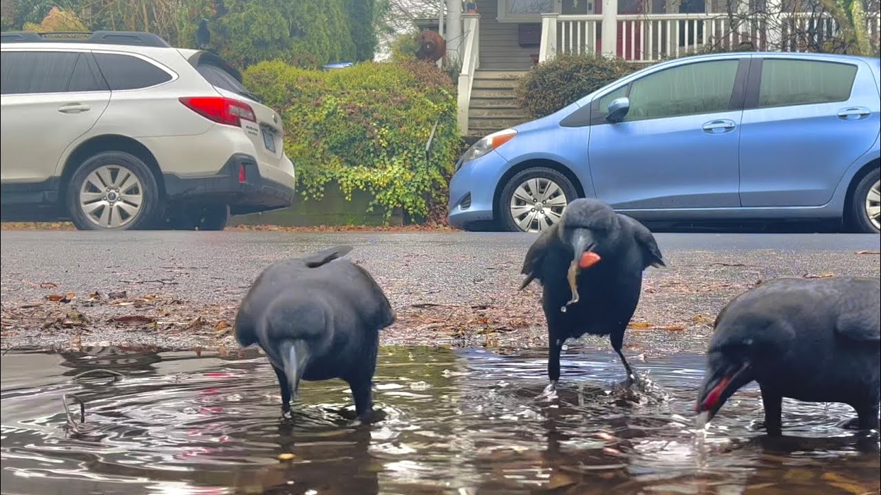 Crow Cam: Bird Bath