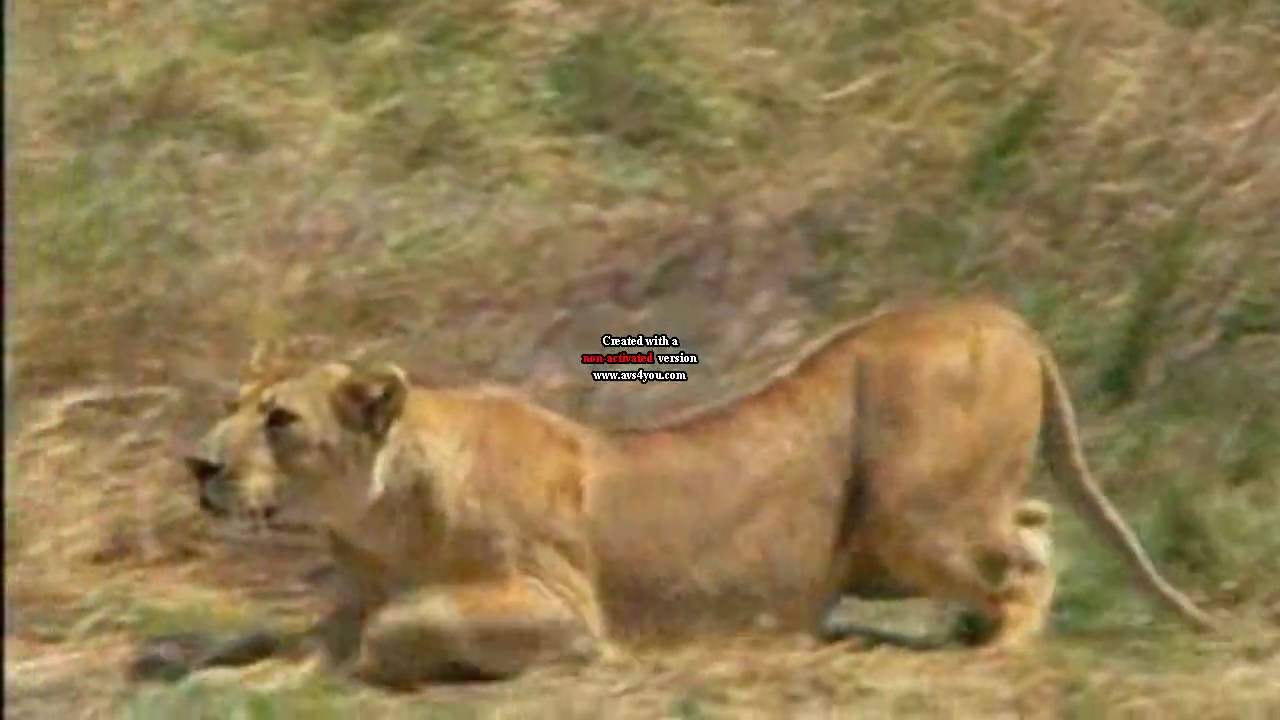 Big Cats Hunting! [HD]