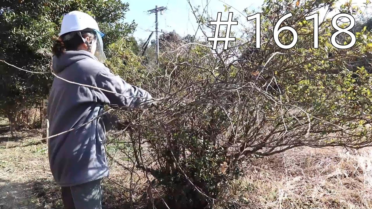 田舎暮らしのリアル作業まとめ｜植木の地際が明るい！綺麗！管理しやすい！蔓も笹も全部切ったら見違える景色に！