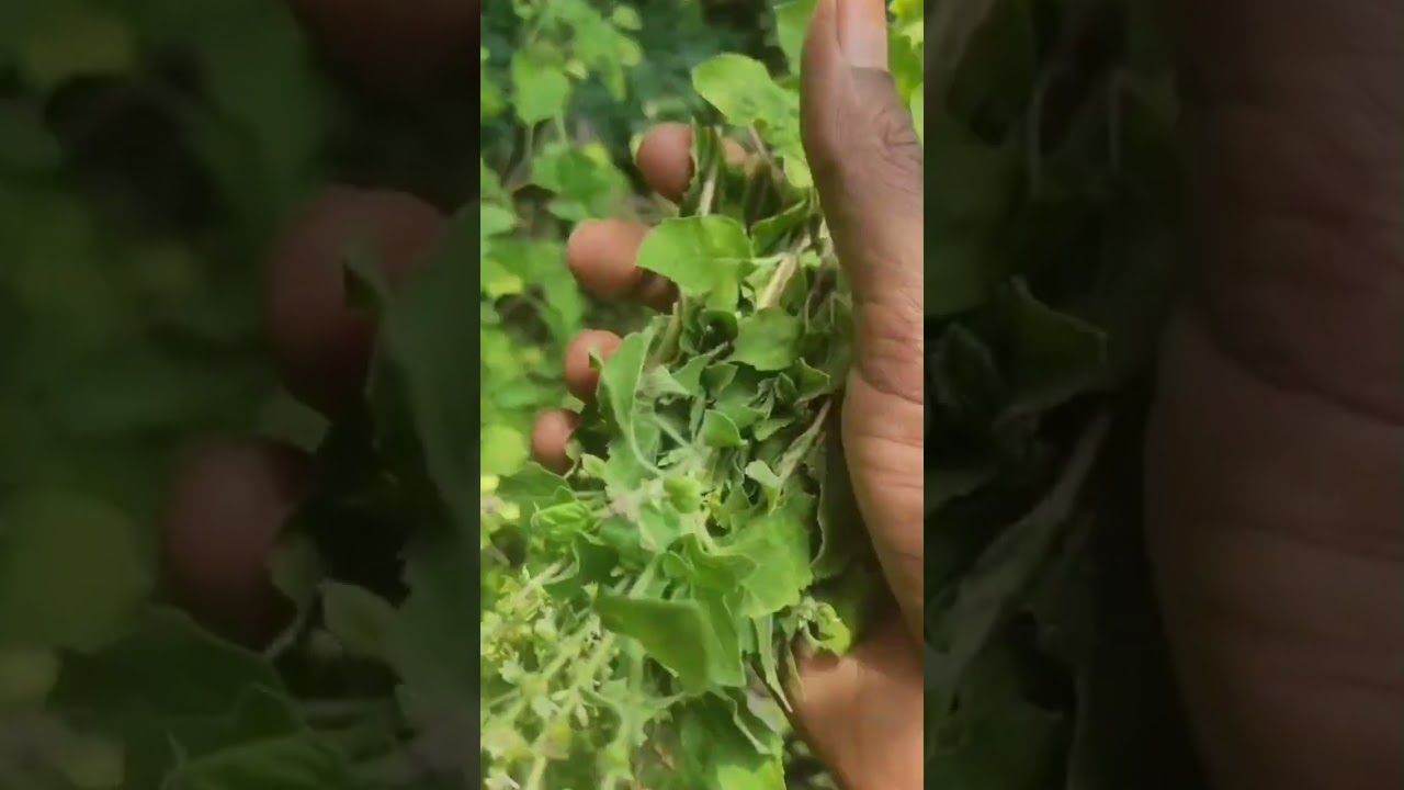 Varshini herbal hair oil making video விவசாயம் காப்போம் ஆரோக்கியம் பெறுவோம் வாழ்க வளமுடன் 👍♥️🙏