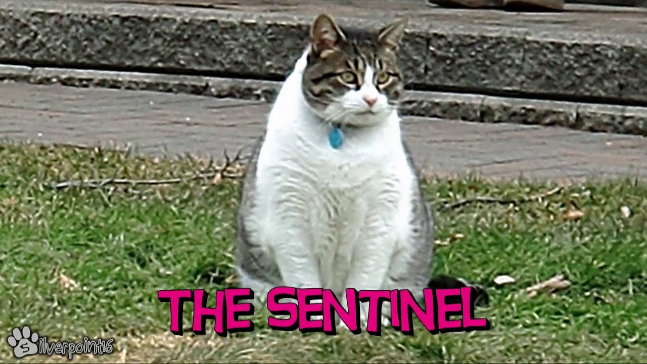 Guard Cats