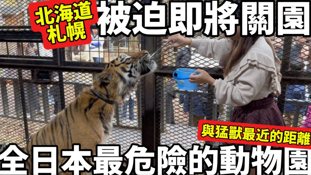 北海道札幌|全日本最危險的動物園|與猛獸最近的距離|即將被迫關園|北海道自由行