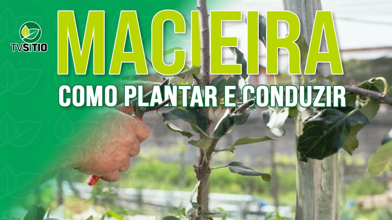 COMO PLANTAR E CONDUZIR A MACIEIRA