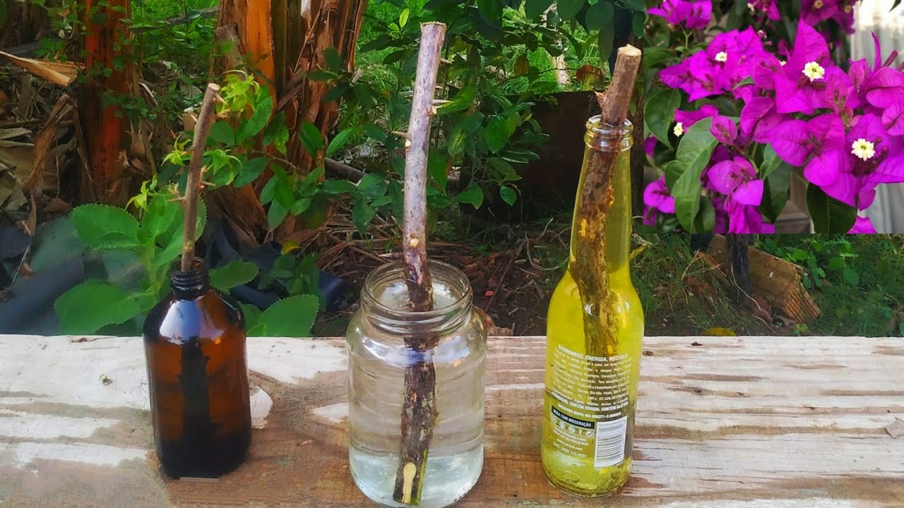 Como fazer MUDA de Primavera/ Bouganville na ÁGUA