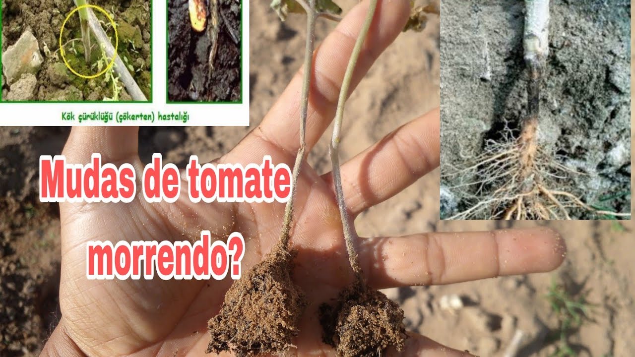Mudas de tomate morrendo. Podridão das raízes (Pythium spp.) #Part:1
